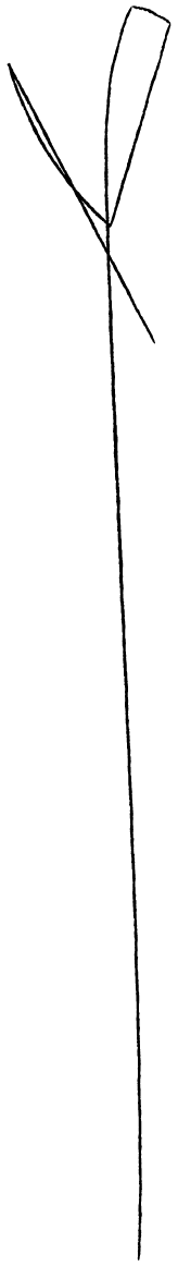 Rusetti